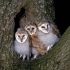 Barn owl chicks